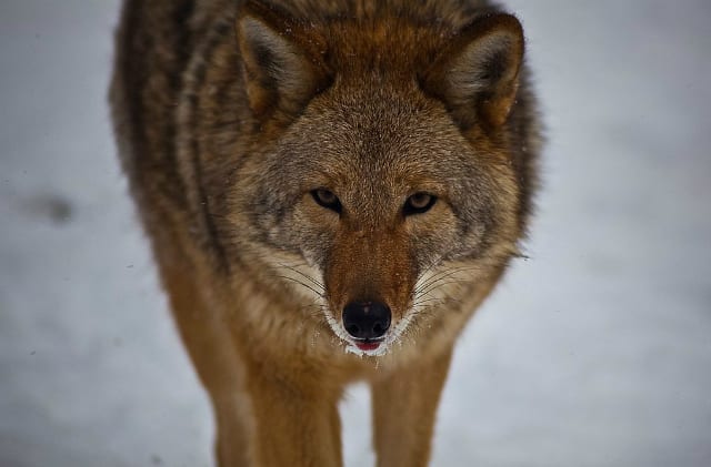Coyote-look-hunting_ForestWander
