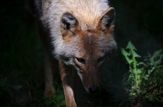 Coyote-wildlife_ForestWander