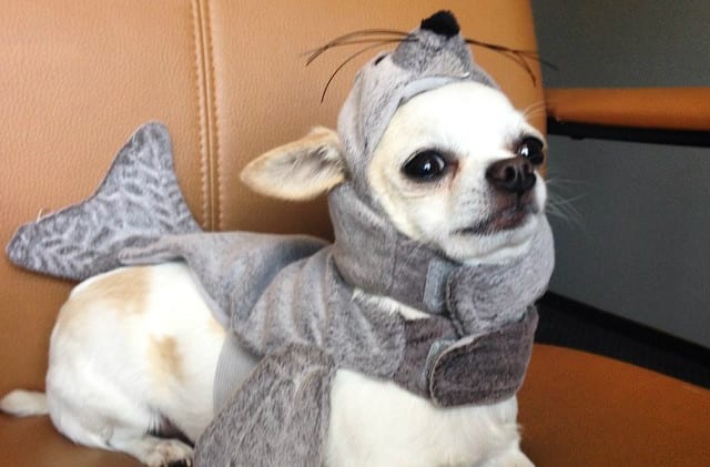 Dog Seal Costume