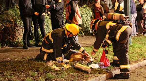 Dog Saved From Fire
