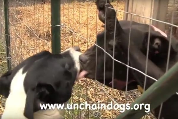 Oreo and Mama Dog Kissing