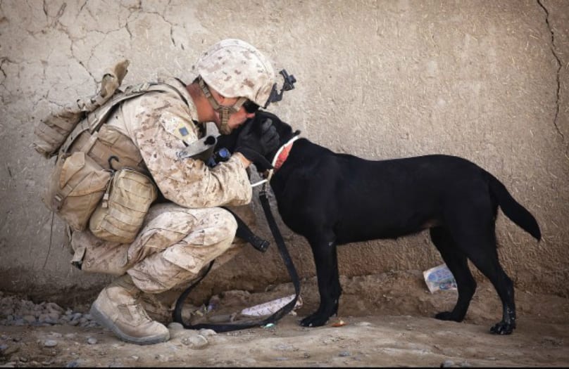 RESIZE0930NV-News-Soldier-and-Dog