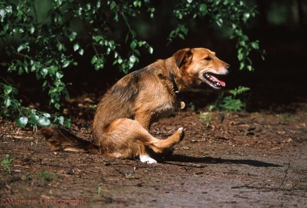 Lakeland Terrier x Border Collie Bess scooting