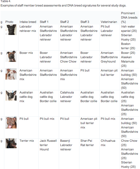 Here's where you can see how some of the dogs were identified by shelter staff, and what their DNA tests showed them to be.
