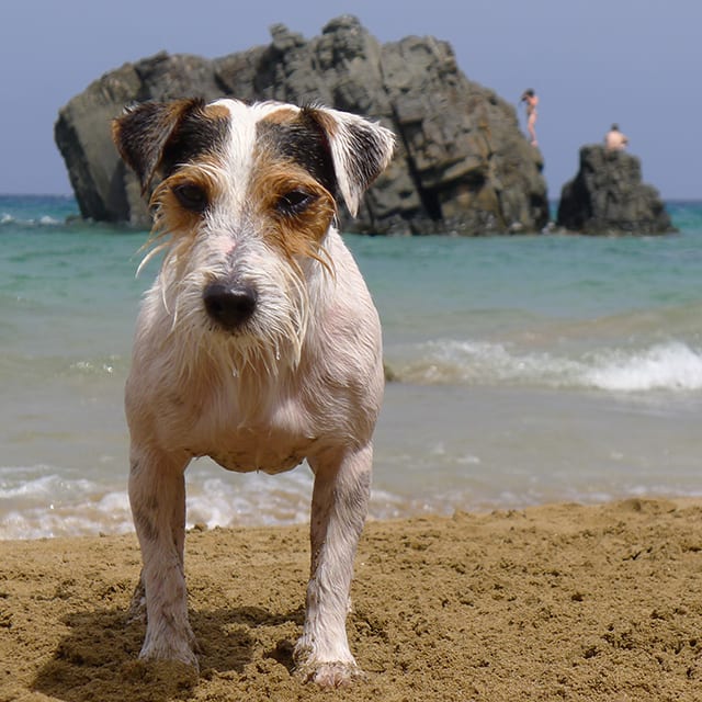 are dogs allowed on beaches in portugal