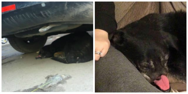From sleeping under a car to snuggling with a loving family.