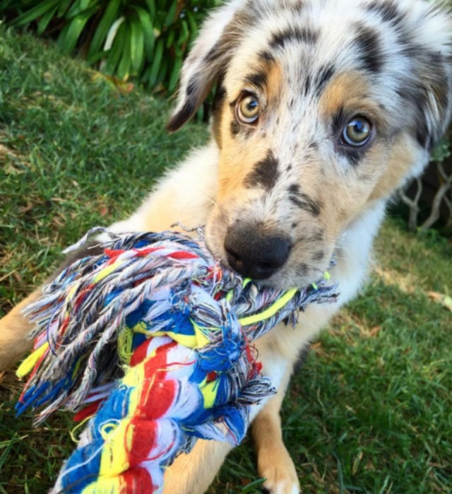 aussie with a toy