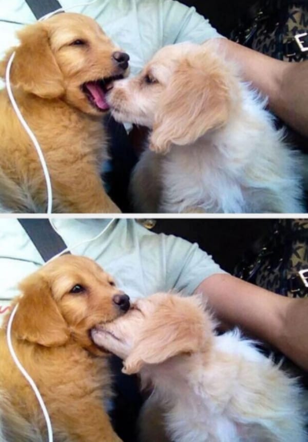 awkward dog kiss