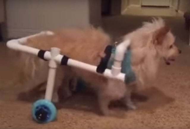 benny in wheelchair