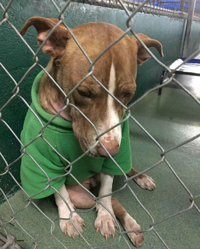 bobby urgent dogs
