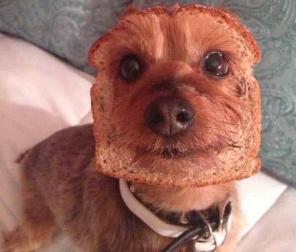 bread dog