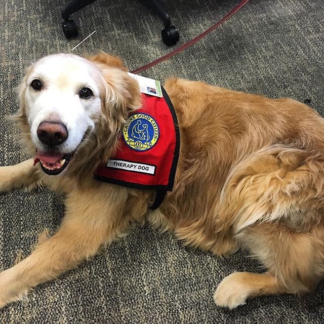 Are Real Or Robot Therapy Dogs More Effective?