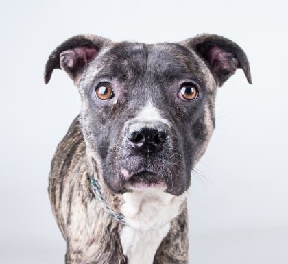 Shamrock, an adoptable dog who is listed as "urgent" at DeKalb County Animal Services.
