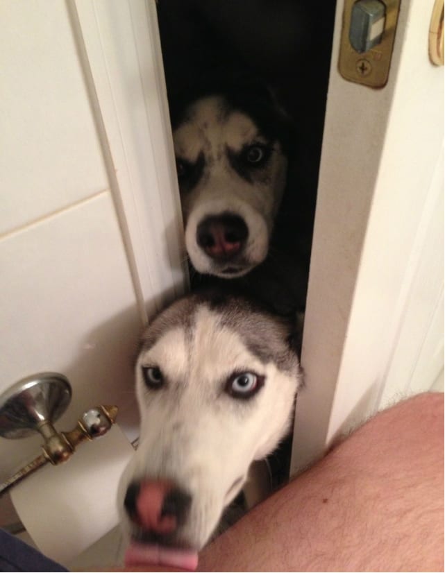 dog bathroom