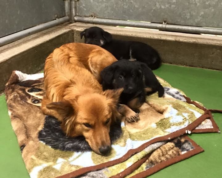 dog cuddles puppies at kennel