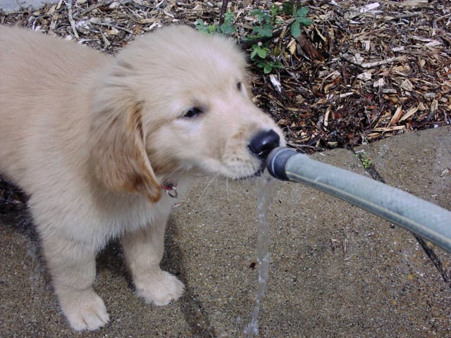 dog drinking from hose