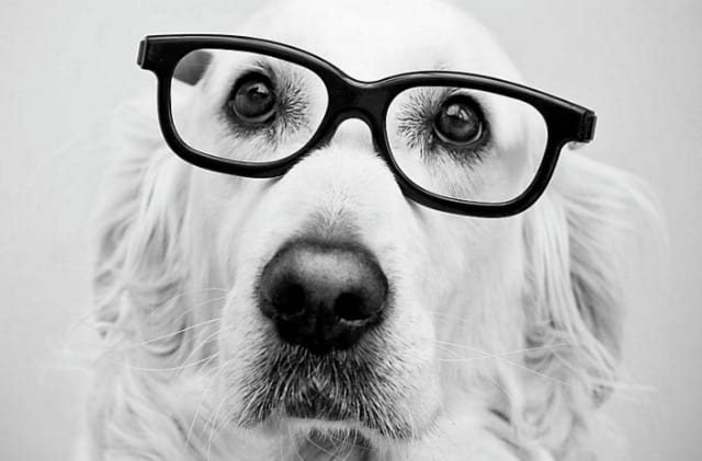 dog nerd golden retriever glasses