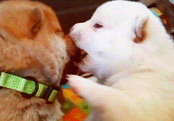 dogs kissing giphy