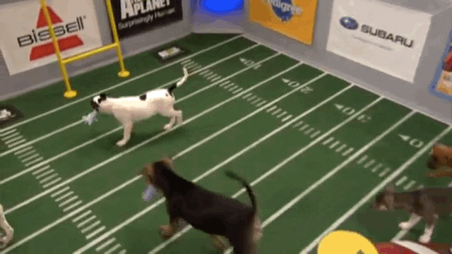 double touchdown puppy bowl