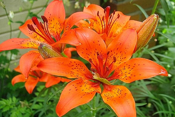 fire lily