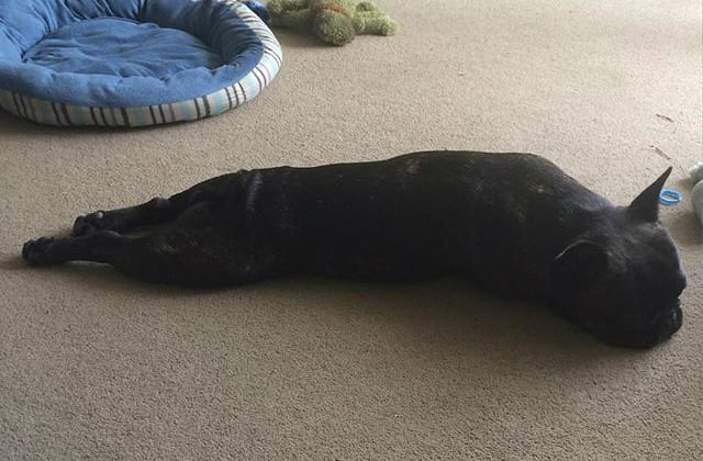 frenchiesealdog_