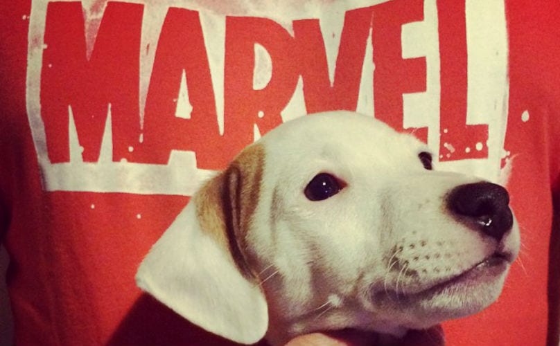 is your dog a fan of marvel comics or dc comics