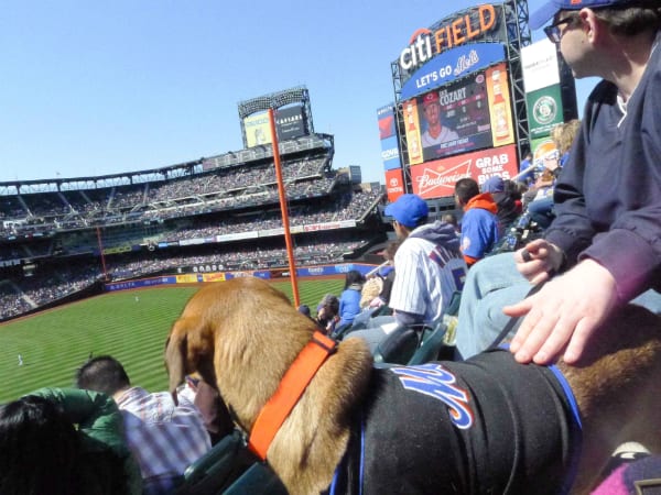 mets bark in the park