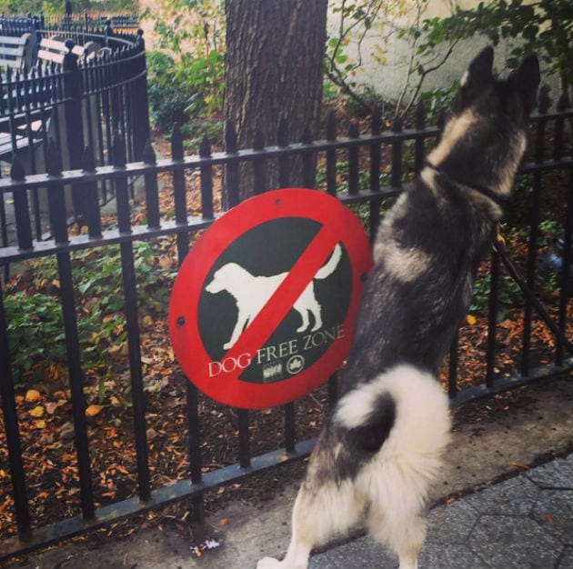 no dogs allowed