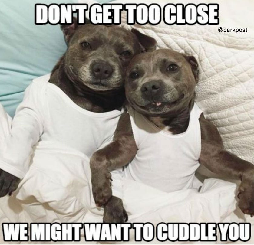 pitbullslogan2