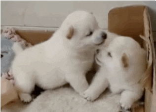 puppies kiss giphy