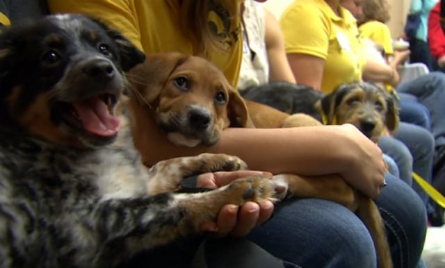puppy bowl adopted