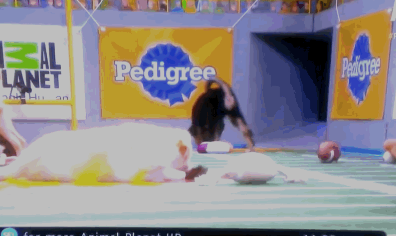 puppy bowl pooping final use
