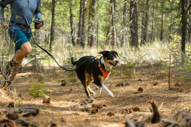dog man running woods