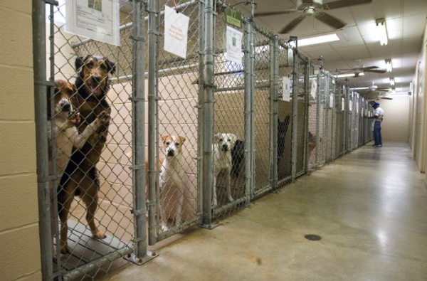 shelter dogs group