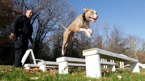 Justin Bruzgul, a Poughkeepsie, N.Y. police officer, watches Kiah perform on an obstacle course at K9 school