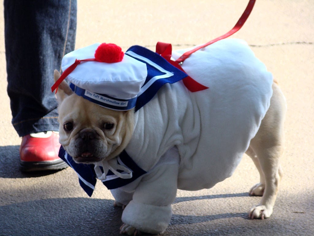 1024px-Stay_puft_french_bulldog_(2956799679)
