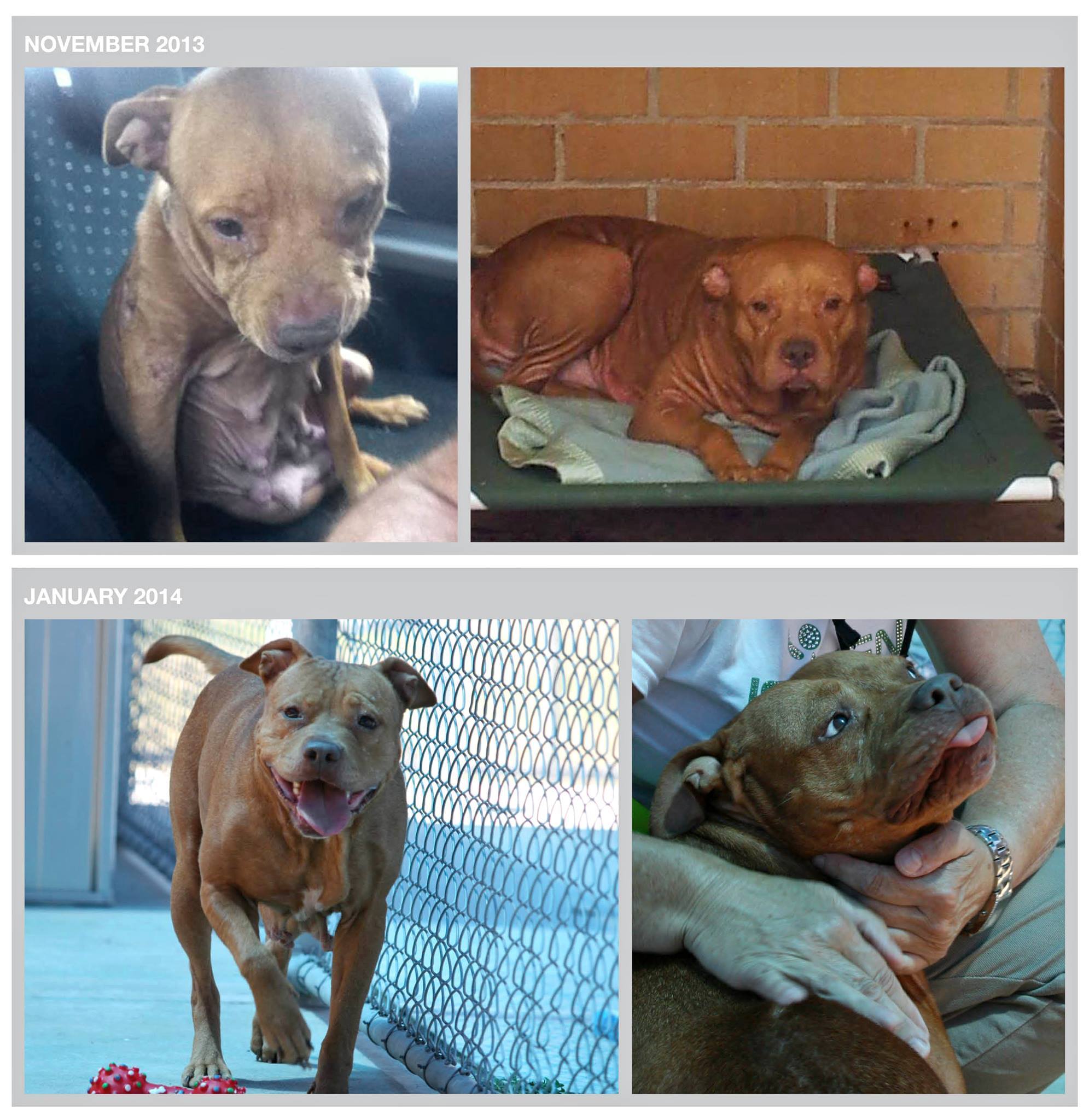 Bonie at the time of impounding (top) and the week before she was killed (bottom)