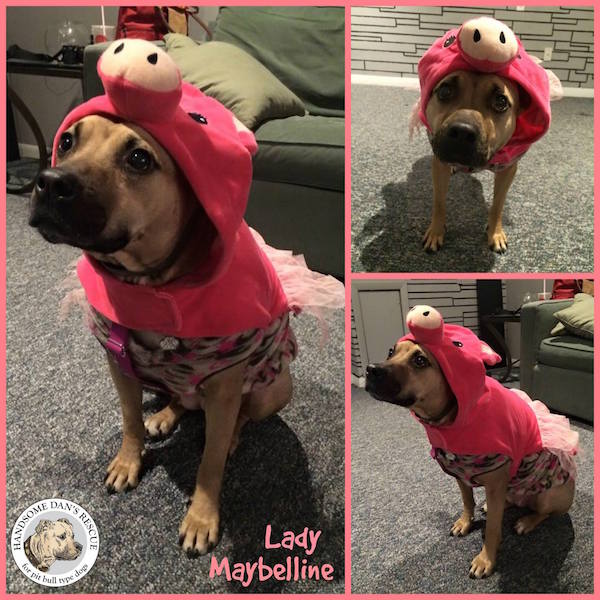 Lady May Piggie