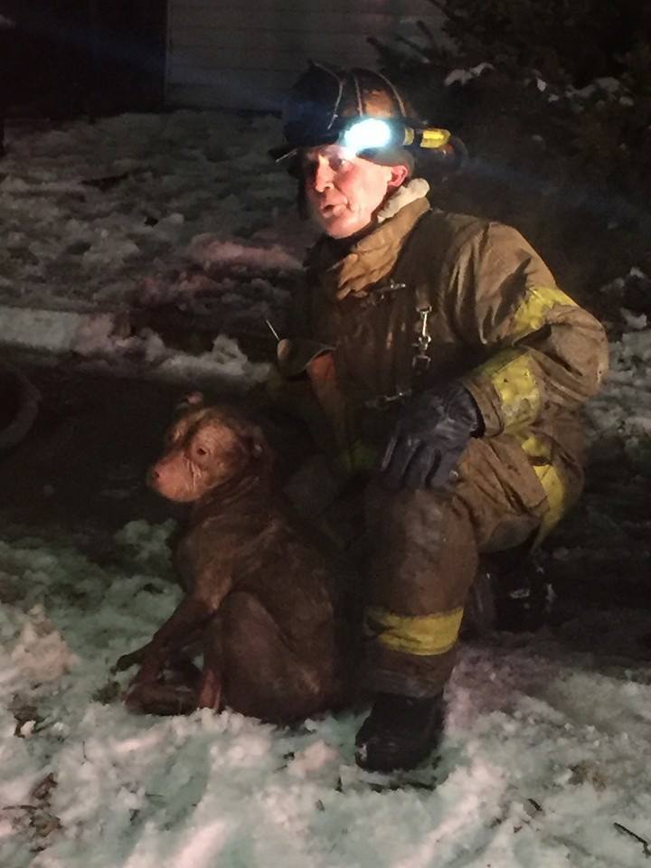 firefighter with pittie