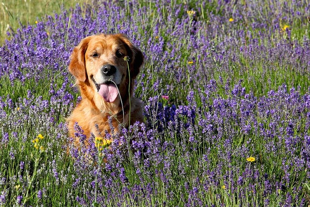 golden retriever lavender flowers