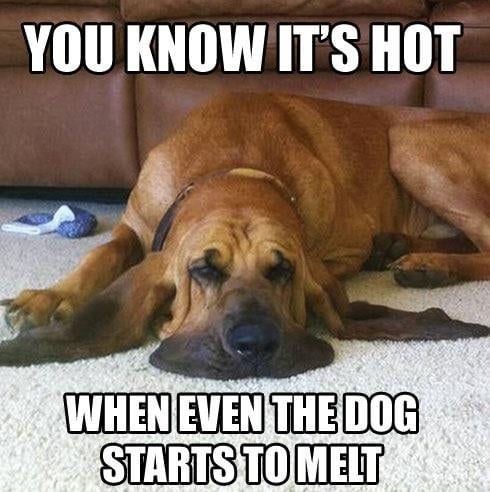 melting dog
