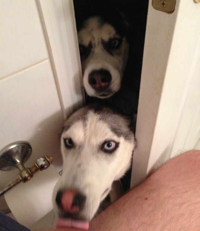 dog staring bathroom