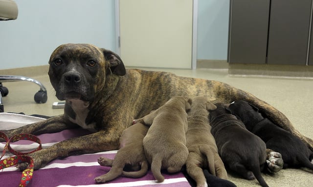 rosie and pups hospital