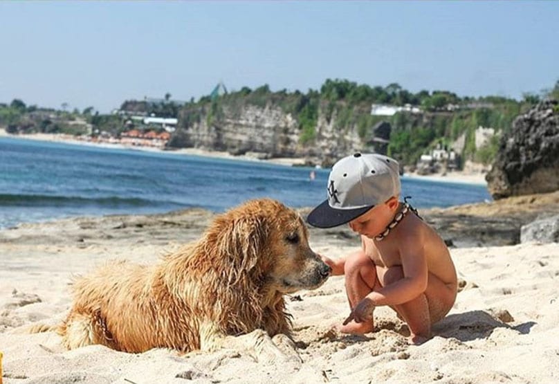 Bima The Bingin Beach Dog