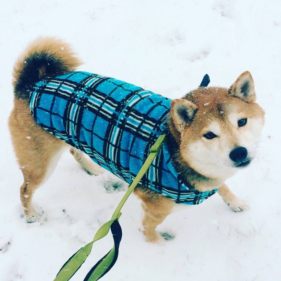 Buttons in snow