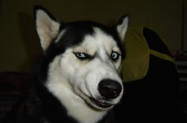 Disapproving Husky Dog Is Judging You