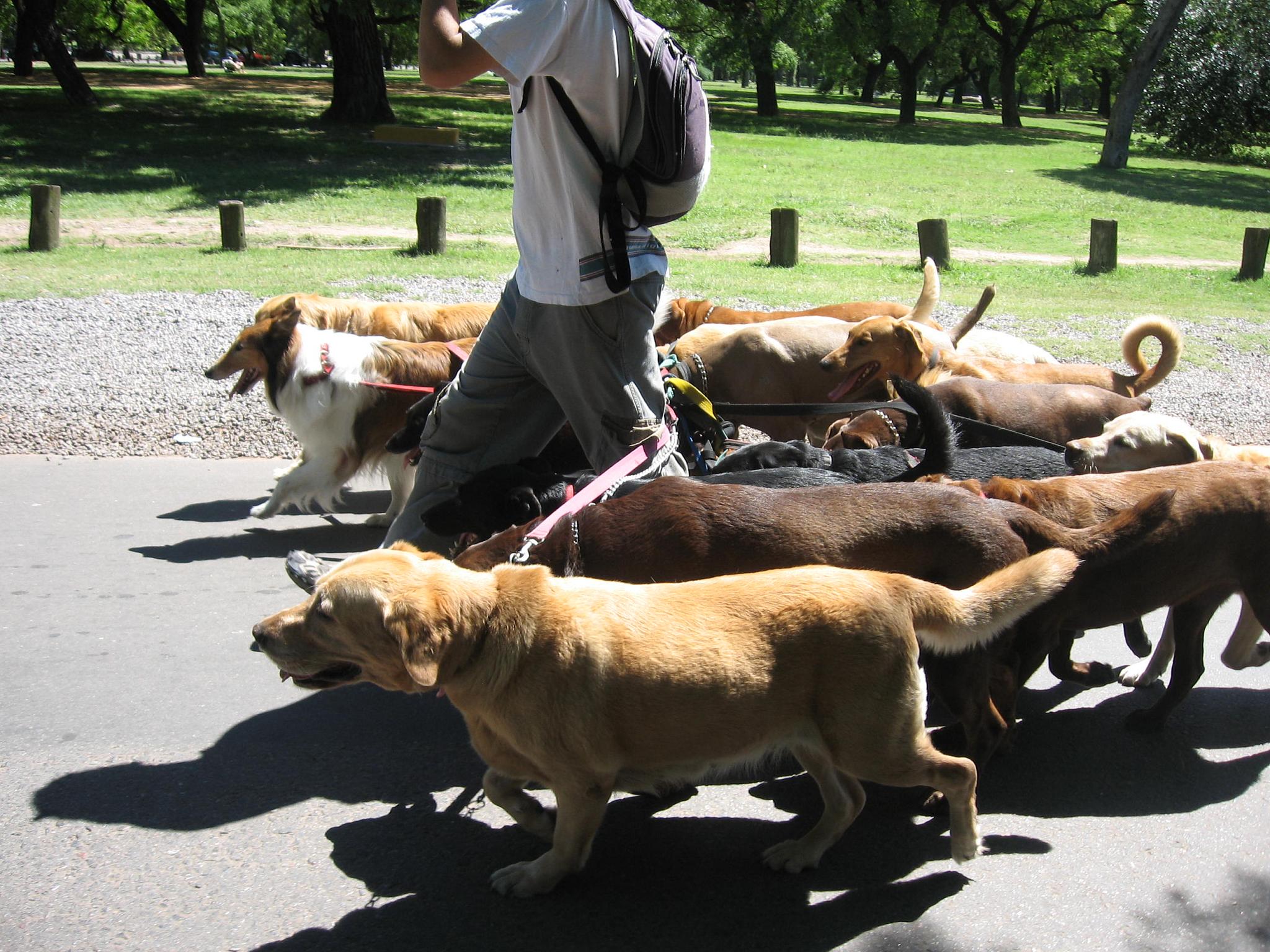 Dog_walker_-_Buenos_Aires
