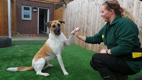 Dogs Trust rescue and trainer