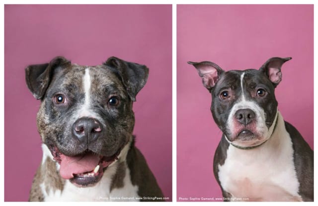 Elijah (left) and Truffles (right) are on the market!