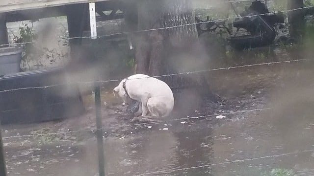 pit bull flood louisiana